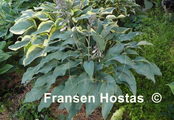 Hosta Arctic Blast